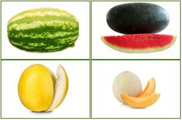 Picture for category Fruit Seeds